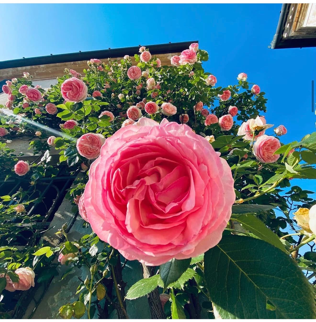 Una rosa rosa in primo piano davanti alla facciata dell’Aranciera